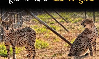 देश के वन्य-जीव संरक्षण के इतिहास में जुडेगा नया अध्याय, 18 फरवरी को कूनो में 12 और चीतों को छोड़ेंगे मुख्यमंत्री