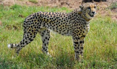 पुर्नजीवित होगा ईको सिस्टम, बढ़ेगा टूरिजम, 748 वर्ग किमी के कूनो-पालपुर में जल्द दौड़ेंगे 20 चीते