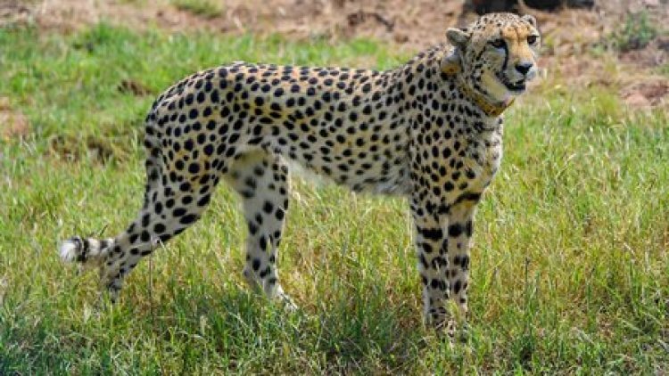 पुर्नजीवित होगा ईको सिस्टम, बढ़ेगा टूरिजम, 748 वर्ग किमी के कूनो-पालपुर में जल्द दौड़ेंगे 20 चीते