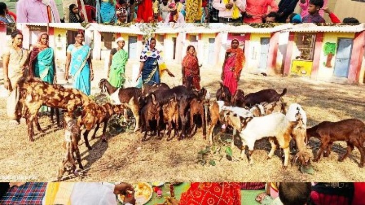 महात्मा गांधी ग्रामीण औद्योगिक पार्क राजपुर गौठान में बकरी प्रजनन इकाई प्रारम्भ