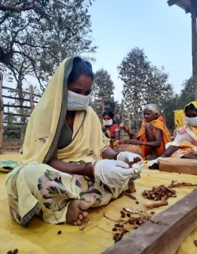 लघु वनोपजों के संग्रहण में देश में अव्वल छत्तीसगढ़, 65 लघु वनोपजों की हो रही खरीदी समर्थन मूल्य पर