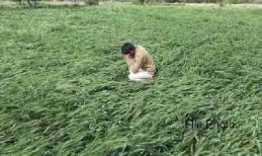 प्रदेश में ओलावृष्टि से फसलों को हुए नुकसान का संयुक्त दल बनाकर कराया जाएगा सर्वे