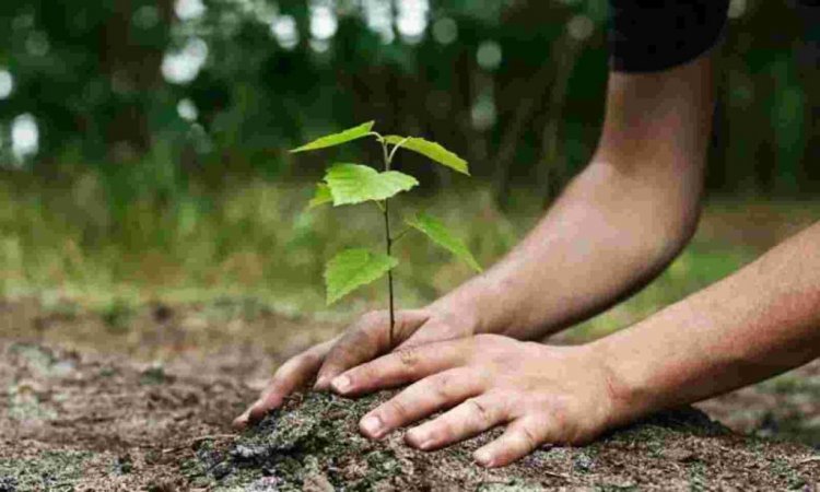 लाड़ली बहना योजना के शुभारंभ पर नगरीय निकायों में लगेंगे 23,360 पौधे