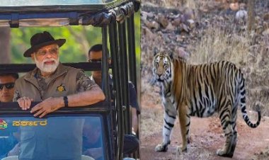 देश में बाघों की संख्या बढ़कर हुई 3167, 5 साल में बढ़े 200 टाइगर