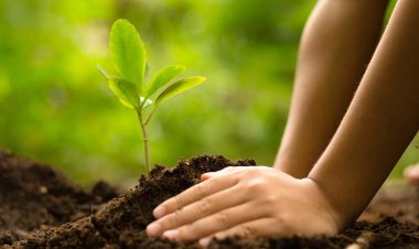 छत्तीसगढ़ में 2023 में लगभग 3 करोड़ पौधों के रोपण तथा वितरण का लक्ष्य