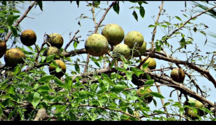 किसानों के लाभकारी है बेल की बगवानी है: प्रो डी के सिंह