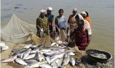20 हजार किसानों को उपलब्ध होगा निःशुल्क मछली का बीज