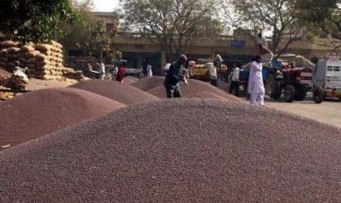 सरसों की एमएसपी पर खरीद 10 दिवस बढ़ी, अब 24 जुलाई तक होगी खरीद