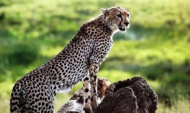 कूनो में चीतों की मौत पर सवाल, तीन और चीतों के गर्दन पर दिखे घाव के निशान