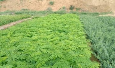 राज्य में टीओएफआर योजना के तहत 50 लाख से अधिक पौधे वितरित