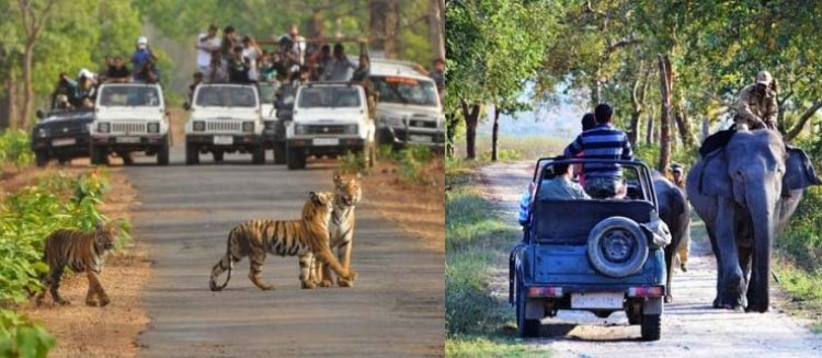 हरियाणा  में बनेगी दुनिया की सबसे बड़ी जंगल सफारी