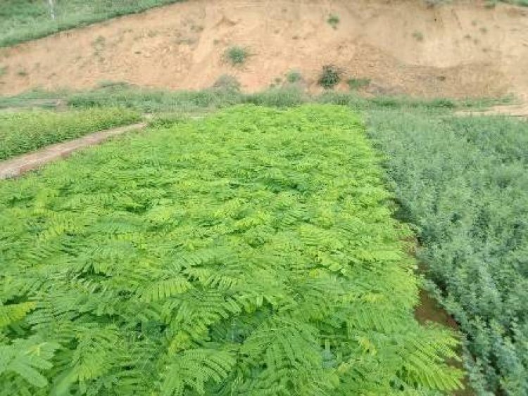 राज्य में टीओएफआर योजना के तहत 50 लाख से अधिक पौधे वितरित