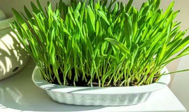 नवरात्रि में जौ क्यों बोया जाता है? जानिए इसका रहस्य और इससे जुड़ी धार्मिक मान्यताएं