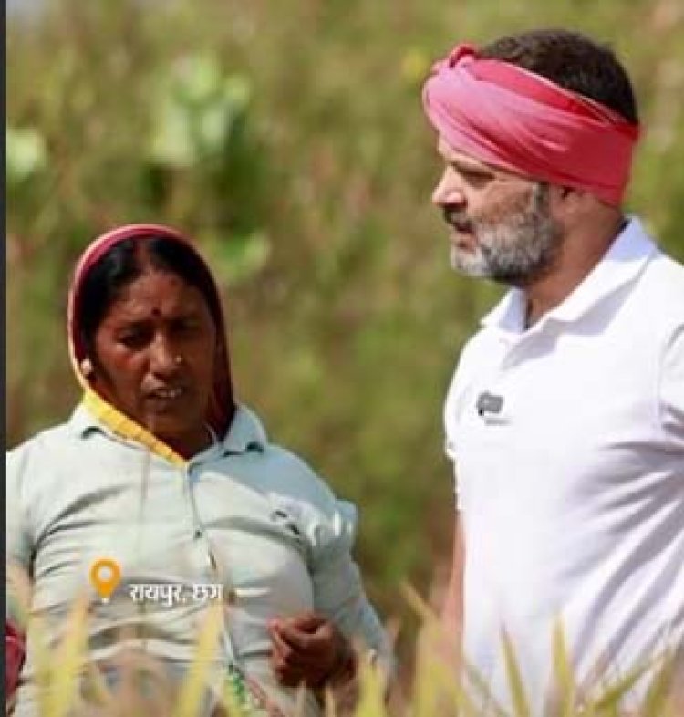 किसान बने राहुल गांधी खेत में काटी धान, बोले- छत्तीसगढ़ मॉडल पूरे देश में दोहराएंगे