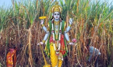 देवउठनी एकादशी पर गन्ने की पूजा का महत्व, जानिए पूजा की विधि