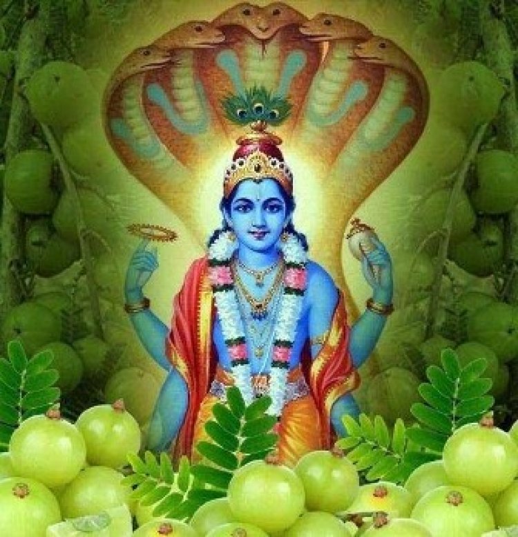 जानिए कब है आंवला नवमी और क्यों की जाती है आंवले के वृक्ष की पूजा