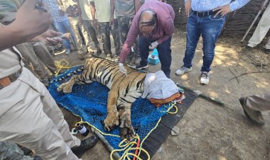 कान्हा टाईगर रिजर्व के सिझौरा क्षेत्र में किया गया बाघ का रेस्क्यू