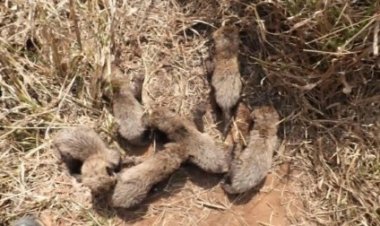 एक हफ्ते बाद हुई पुष्टि, कूनो में अफ्रीकन चीता गामिनी ने 5 नहीं, 6 शावकों को दिया जन्म