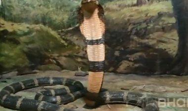 उज्जैन में स्नेक इन्फोटेंमेंट पार्क: उज्जैन में मप्र के सांपों की 46 प्रजातियों के बारे में विस्तार से जानकारी उपलब्ध