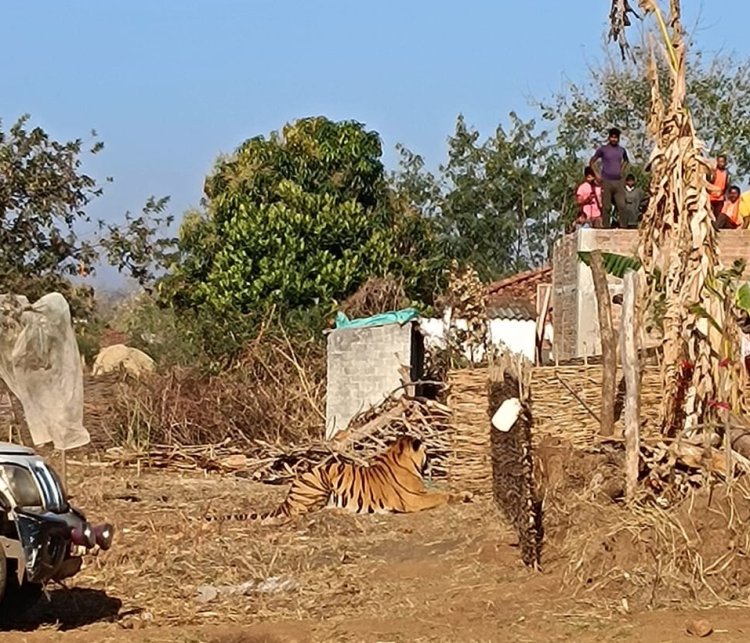 कान्हा टाईगर रिजर्व के सिझौरा क्षेत्र में किया गया बाघ का रेस्क्यू