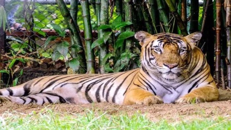 रानी दुर्गावती टाइगर रिजर्व में दो दर्जन से ज्यादा तेंदुआ