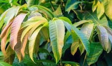 आम की पत्तियां शुगर रोगियों के लिए संजीवनी के समान, जानिए कैसे करें प्रयोग