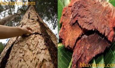 दिल के मरीजों के लिए रामबाण है अर्जुन की छाल, जानिए कैसे करें सेवन