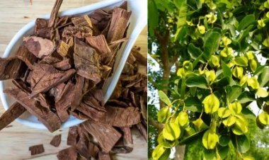 दिल के मरीजों के लिए रामबाण है अर्जुन की छाल जानिए, कैसे करें सेवन