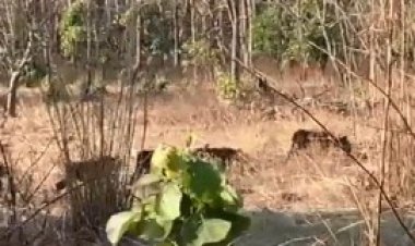 खिवनी अभ्यारण्य में बाघिन मीरा पहली बार 4 शावकों के साथ अठखेलियां करते दिखी