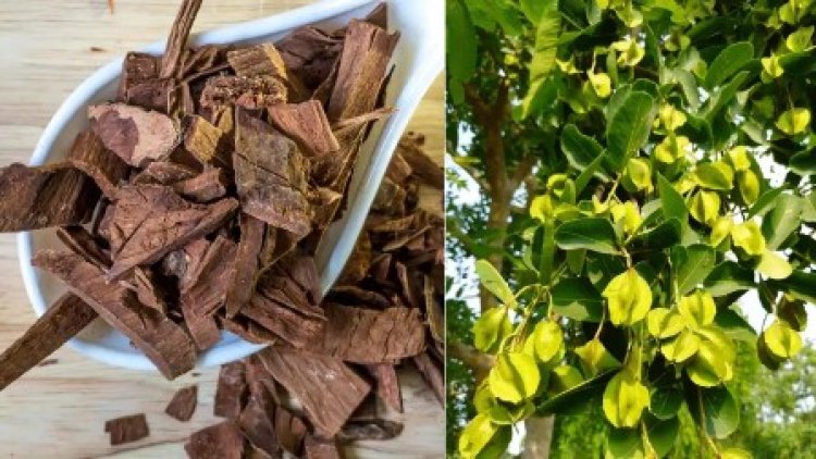 दिल के मरीजों के लिए रामबाण है अर्जुन की छाल जानिए, कैसे करें सेवन