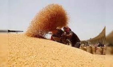 राज्य में दाल व गेहूं की स्टॉक सीमा तय