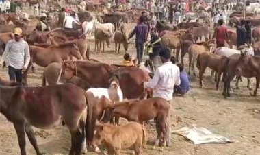 चित्रकूट में लगा गधों का मेला, नीलाम होंगे शाहरुख-सलमान कटरीना और करीना