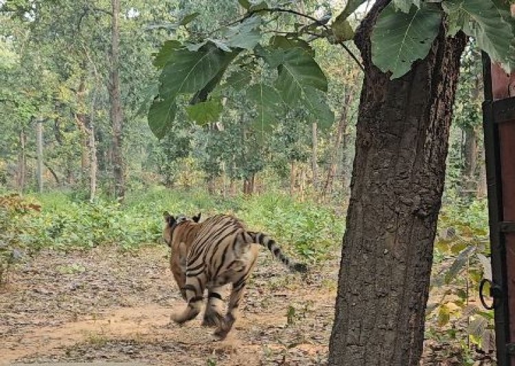 तमोर पिंगला टायगर रिजर्व में गूंजेगी रेस्क्यू किए गए बाघ की दहाड़