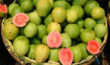 बहुत गुणकारी है अमरूद, फायदे जानकर रह जाएंगे दंग