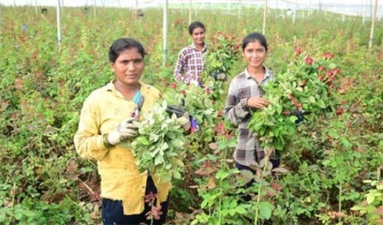 गोविन्द के रंग-बिरंगे गुलाबों की प्रदेश सहित अन्य राज्यों में बिखर रही खुशबू