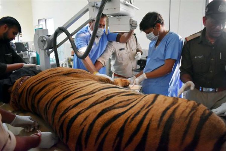 वन विहार में बांधवगढ टाईगर रिजर्व के नर बाघ ‘छोटा भीम’ का हो रहा उपचार