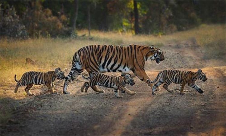 रातापानी “टाइगर रिजर्व’’ बनने से पर्यटन और रोजगार के अवसर बढ़ेंगे : मुख्यमंत्री डॉ. यादव