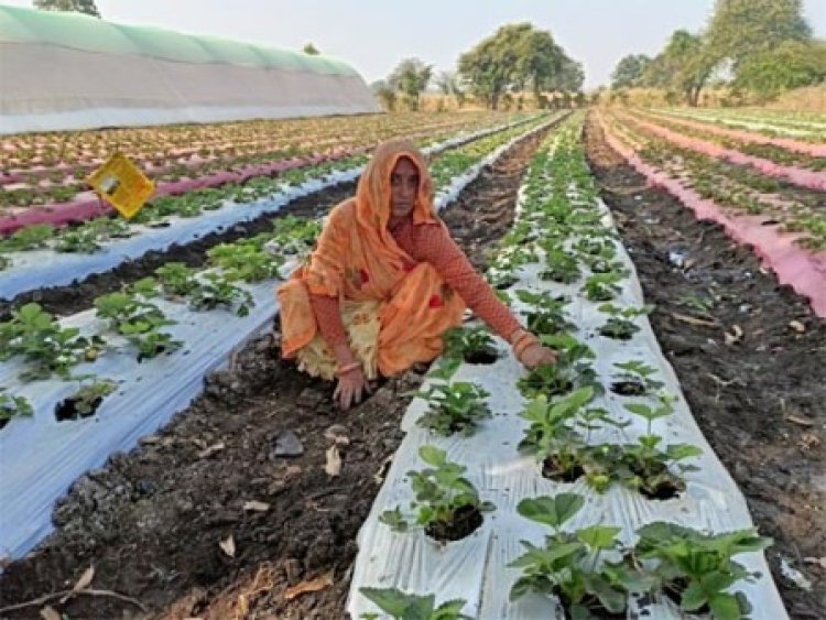 स्ट्रॉबेरी की खेती से जनजातीय किसानों के जीवन में आई मिठास