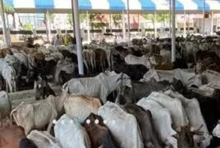 गौशालाओं और डेयरियों में संधारित गौवंशों के शीतकालीन स्वास्थ्य एवं सामान्य प्रबंधन हेतु गोपालन विभाग ने जारी किए दिशा निर्देश