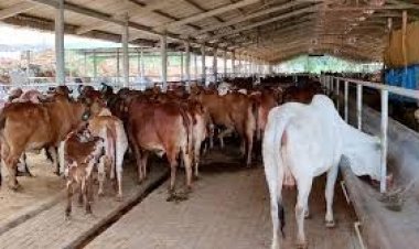 दौसा जिले की 6 पात्र गौशालाओं को 46.44 लाख रूपये की सहायता राशि की प्रशासनिक स्वीकृति जारी: गोपालन मंत्री