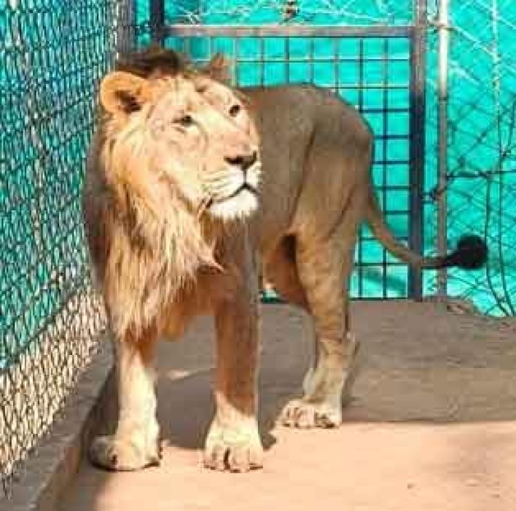 वन विहार में पर्यटक 15 फरवरी से देख सकेंगे एशियाटिक सिंह