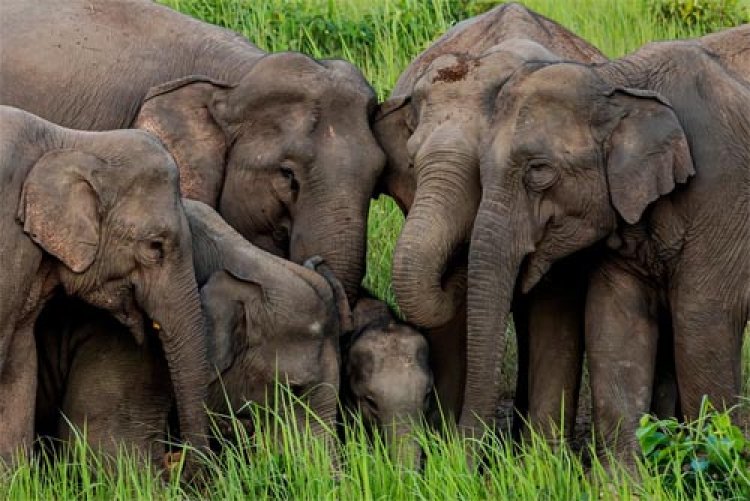 हाथियों के प्रति नकारात्मक धारणा बदलने की जरूरत