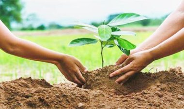 माइनिंग सेक्टर में हरियालो राजस्थान के तहत लगेंगे 20 लाख पौधे