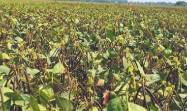 ग्रीष्मकालीन मूंग में खरपतवार नाशकों के उपयोग को करें हतोत्साहित