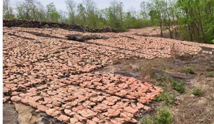 तेन्दूपत्ता संग्राहक हितग्राहियों की सुरक्षा संघ की सर्वाेच्च प्राथमिकता