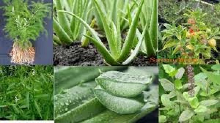 एक एकड़, एक साल, एक लाख : जिले में औषधीय पौधों की खेती से किसानों की आय बढ़ाने की तैयारी