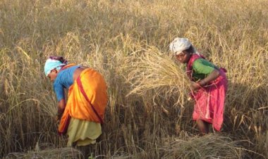 सरकार के नीतिगत फैसलों ने बढ़ाया छत्तीसगढ़ के किसानों का मान
