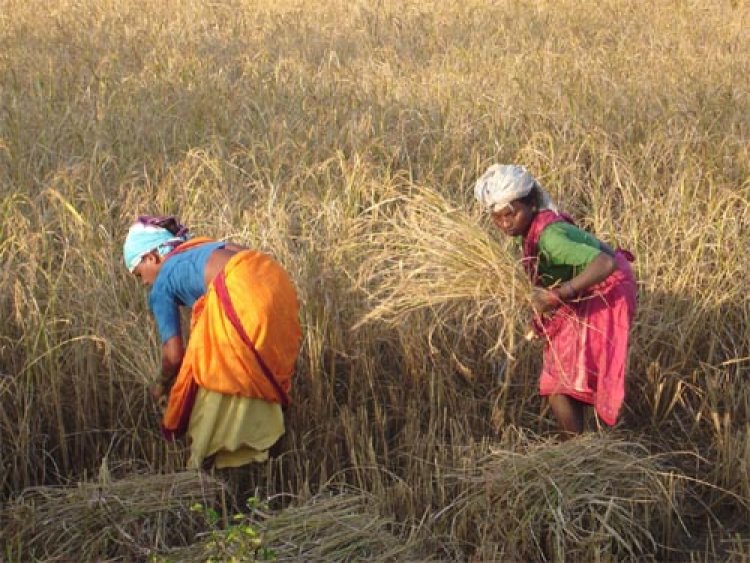 सरकार के नीतिगत फैसलों ने बढ़ाया छत्तीसगढ़ के किसानों का मान
