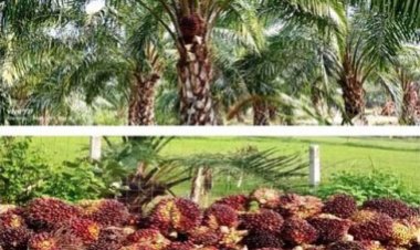 पॉम की खेती से किसानों को मिलेगा आय का स्थायी जरिया