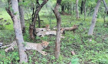 चीता परियोजना की सफलता से मध्यप्रदेश बना एशिया का गौरव